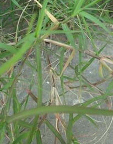 標題：狗牙根
瀏覽次數(shù)：2548
發(fā)表時間：2017-11-02
