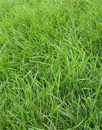 標題：高羊茅
瀏覽次數(shù)：2877
發(fā)表時間：2017-11-02