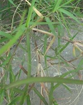 標題：狗牙根
瀏覽次數(shù)：2547
發(fā)表時間：2017-11-02