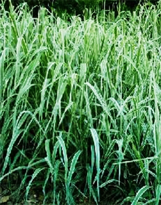 標(biāo)題：紫羊茅
瀏覽次數(shù)：3160
發(fā)表時(shí)間：2017-11-02