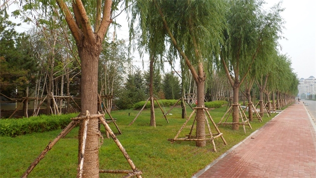 標(biāo)題：通遼市勝利北路道路景觀綠化
瀏覽次數(shù)：1515
發(fā)表時間：2020-10-16