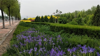 標(biāo)題：張家口經(jīng)開(kāi)區(qū)秋季清水河生態(tài)綠廊建
瀏覽次數(shù)：2281
發(fā)表時(shí)間：2020-10-16