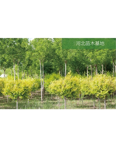 標(biāo)題：苗木基地
瀏覽次數(shù)：2155
發(fā)表時間：2020-10-17