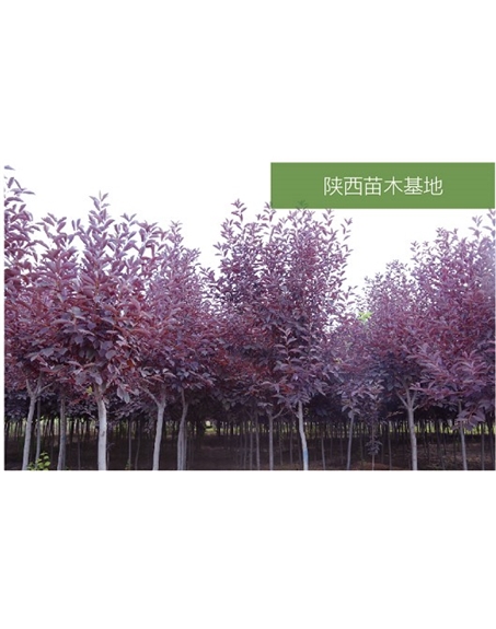 標題：苗木基地
瀏覽次數(shù)：2160
發(fā)表時間：2020-10-17