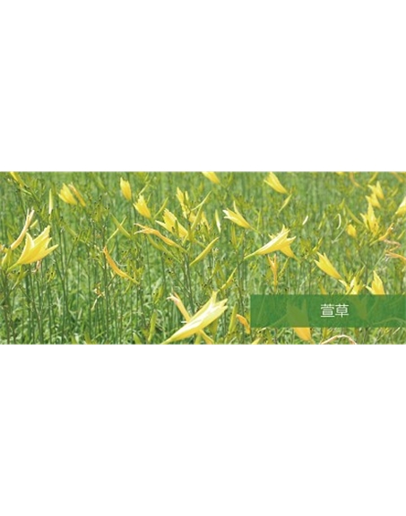標(biāo)題：地被
瀏覽次數(shù)：1579
發(fā)表時(shí)間：2020-10-17