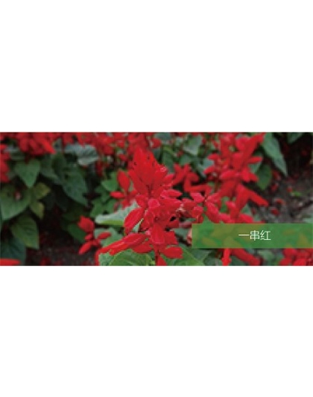 標題：地被
瀏覽次數(shù)：1952
發(fā)表時間：2020-10-17