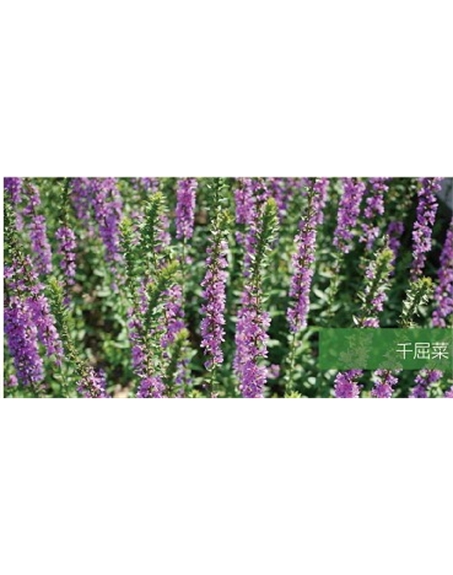 標(biāo)題：地被
瀏覽次數(shù)：1863
發(fā)表時(shí)間：2020-10-17