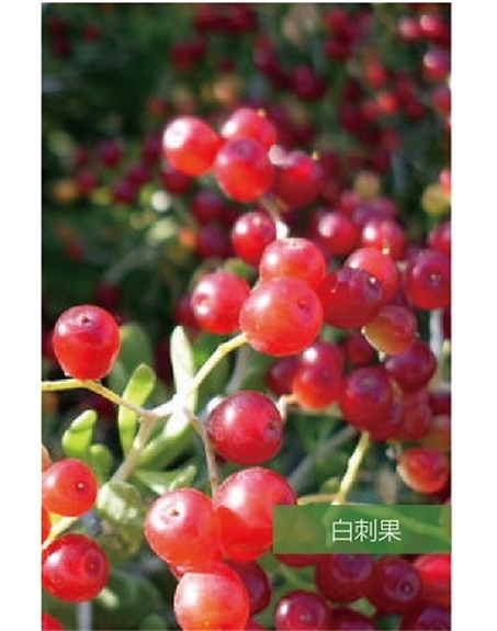 標(biāo)題：名貴樹種
瀏覽次數(shù)：1482
發(fā)表時(shí)間：2020-10-17