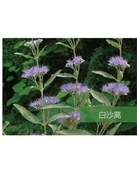 標(biāo)題：名貴樹種
瀏覽次數(shù)：1748
發(fā)表時(shí)間：2020-10-17