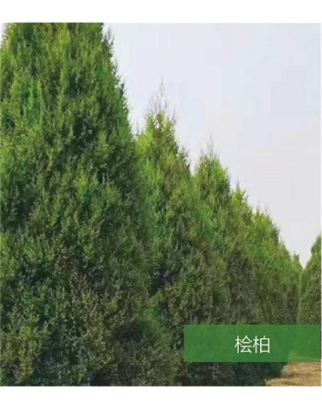 標題：名貴樹種
瀏覽次數(shù)：1489
發(fā)表時間：2020-10-17