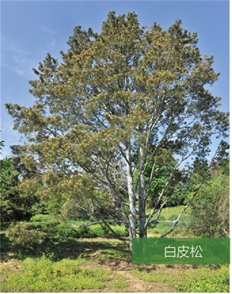 標(biāo)題：名貴樹種
瀏覽次數(shù)：2077
發(fā)表時間：2020-10-17