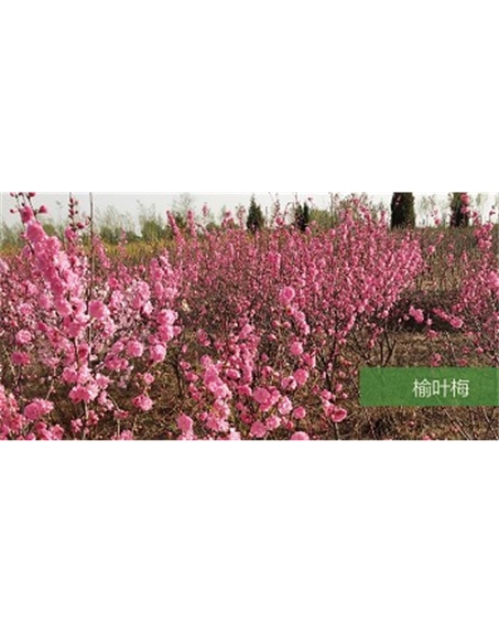 標(biāo)題：喬灌木
瀏覽次數(shù)：1573
發(fā)表時(shí)間：2020-10-17