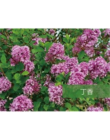 標(biāo)題：喬灌木
瀏覽次數(shù)：1495
發(fā)表時間：2020-10-17