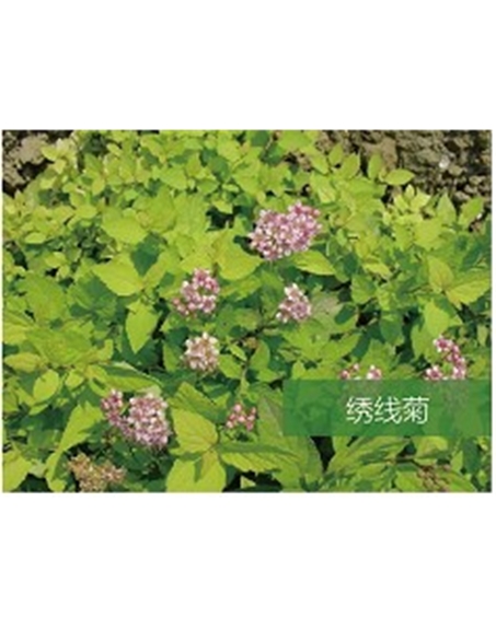 標(biāo)題：喬灌木
瀏覽次數(shù)：1567
發(fā)表時(shí)間：2020-10-17