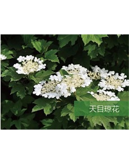 標(biāo)題：?jiǎn)坦嗄?瀏覽次數(shù)：1578
發(fā)表時(shí)間：2020-10-17