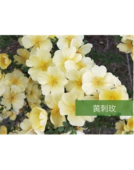 標(biāo)題：喬灌木
瀏覽次數(shù)：1408
發(fā)表時間：2020-10-17