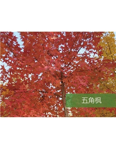 標(biāo)題：?jiǎn)坦嗄?瀏覽次數(shù)：1551
發(fā)表時(shí)間：2020-10-17