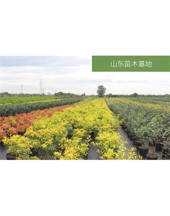 標(biāo)題：苗木基地
瀏覽次數(shù)：2181
發(fā)表時(shí)間：2020-10-17