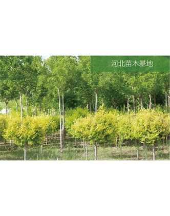 標(biāo)題：苗木基地
瀏覽次數(shù)：2094
發(fā)表時(shí)間：2020-10-17