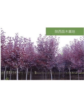 標(biāo)題：苗木基地
瀏覽次數(shù)：2158
發(fā)表時(shí)間：2020-10-17
