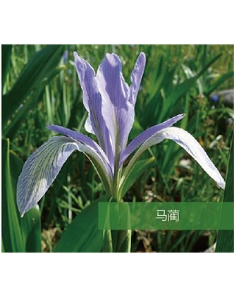 標(biāo)題：地被
瀏覽次數(shù)：1522
發(fā)表時(shí)間：2020-10-17
