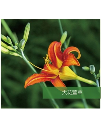 標(biāo)題：地被
瀏覽次數(shù)：1508
發(fā)表時(shí)間：2020-10-17