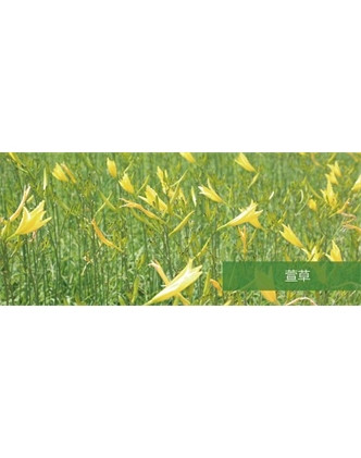 標(biāo)題：地被
瀏覽次數(shù)：1577
發(fā)表時(shí)間：2020-10-17