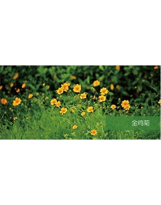 標(biāo)題：地被
瀏覽次數(shù)：1905
發(fā)表時(shí)間：2020-10-17