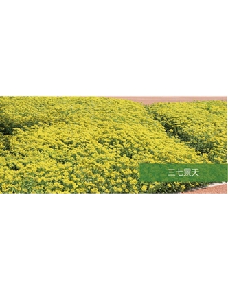 標(biāo)題：地被
瀏覽次數(shù)：1975
發(fā)表時(shí)間：2020-10-17
