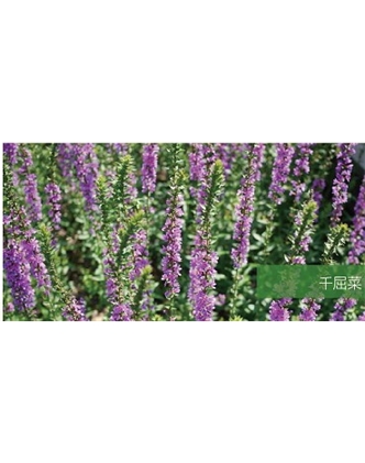 標(biāo)題：地被
瀏覽次數(shù)：1861
發(fā)表時(shí)間：2020-10-17