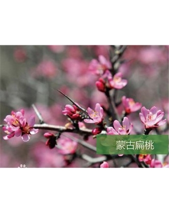 標(biāo)題：名貴樹種
瀏覽次數(shù)：1368
發(fā)表時間：2020-10-17