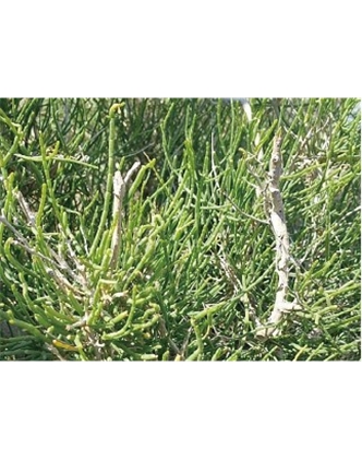 標(biāo)題：名貴樹(shù)種
瀏覽次數(shù)：1583
發(fā)表時(shí)間：2020-10-17