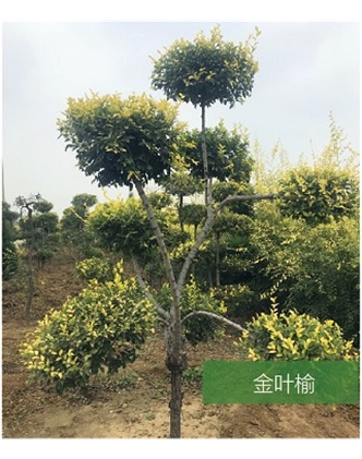 標(biāo)題：名貴樹(shù)種
瀏覽次數(shù)：1482
發(fā)表時(shí)間：2020-10-17