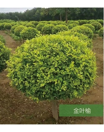 標(biāo)題：名貴樹種
瀏覽次數(shù)：1489
發(fā)表時間：2020-10-17