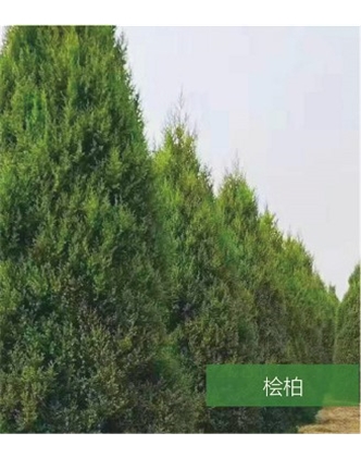 標(biāo)題：名貴樹種
瀏覽次數(shù)：1487
發(fā)表時間：2020-10-17
