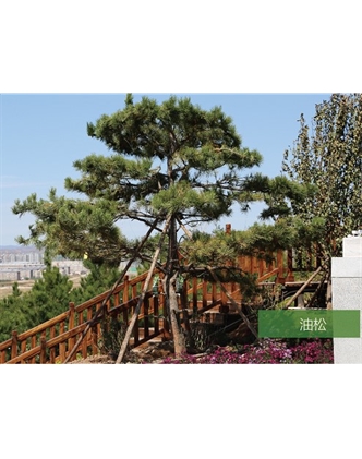 標(biāo)題：名貴樹種
瀏覽次數(shù)：1441
發(fā)表時間：2020-10-17