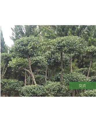 標(biāo)題：名貴樹種
瀏覽次數(shù)：1459
發(fā)表時間：2020-10-17