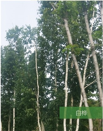 標(biāo)題：名貴樹種
瀏覽次數(shù)：1538
發(fā)表時間：2020-10-17