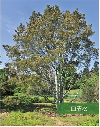 標題：名貴樹種
瀏覽次數(shù)：2076
發(fā)表時間：2020-10-17