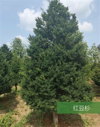 標題：名貴樹種
瀏覽次數(shù)：1911
發(fā)表時間：2020-10-17