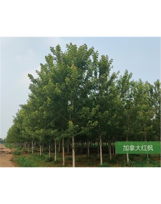 標題：名貴樹種
瀏覽次數(shù)：1862
發(fā)表時間：2020-10-17