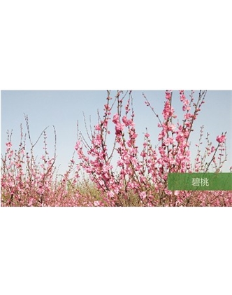標(biāo)題：喬灌木
瀏覽次數(shù)：1516
發(fā)表時間：2020-10-17