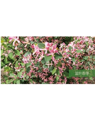 標題：喬灌木
瀏覽次數：1490
發(fā)表時間：2020-10-17