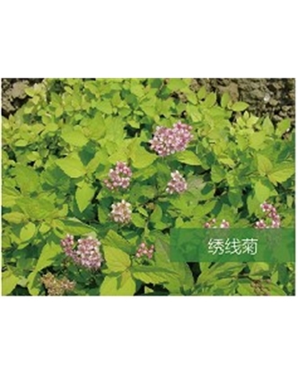 標題：喬灌木
瀏覽次數：1566
發(fā)表時間：2020-10-17