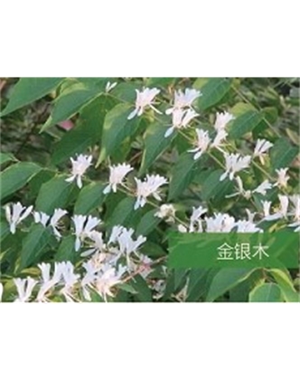 標題：喬灌木
瀏覽次數(shù)：1499
發(fā)表時間：2020-10-17