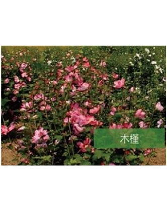 標題：喬灌木
瀏覽次數(shù)：1566
發(fā)表時間：2020-10-17
