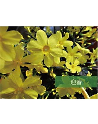 標題：喬灌木
瀏覽次數(shù)：1424
發(fā)表時間：2020-10-17