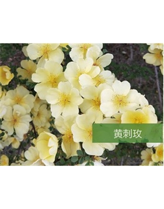 標題：喬灌木
瀏覽次數(shù)：1407
發(fā)表時間：2020-10-17