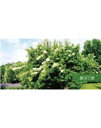 標題：喬灌木
瀏覽次數(shù)：1574
發(fā)表時間：2020-10-17