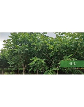 標(biāo)題：?jiǎn)坦嗄?瀏覽次數(shù)：1482
發(fā)表時(shí)間：2020-10-17